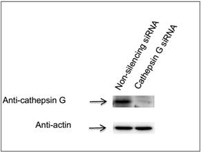 GenomONE™-Neo EX 仙台病毒包膜转染试剂                  GenomONE™-Neo EX HVJ-E  vials Transfection Reagents