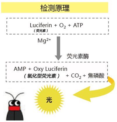 PD-30配套试剂——拭取检测用长轴棉棒                  LuciSwab