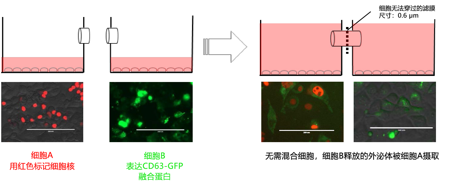 水平连接细胞共培养板                  UniWells™ Horizontal Co-Culture Plate