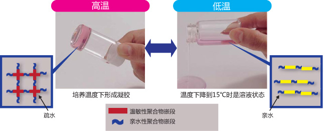 温敏性水凝胶                  Mebiol ®  Gel