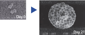 温敏性水凝胶                  Mebiol ®  Gel