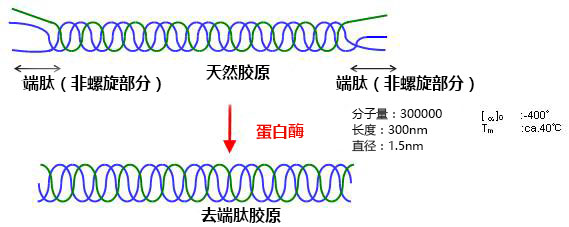 去端肽胶原，蜂窝海绵                  Atelocollagen  Honeycomb