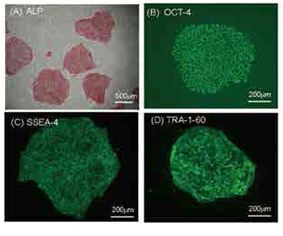 无DMSO干细胞冻存液                  StemCell Keep