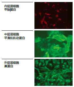 无DMSO干细胞冻存液                  StemCell Keep