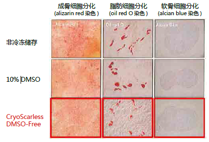 无DMSO细胞冻存液                  CryoScarless DMSO-Free