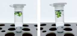 ClearSee™                  植物科学新技术 植物透明化试剂