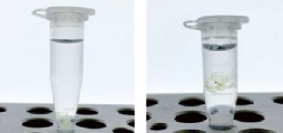 ClearSee™                  植物科学新技术 植物透明化试剂