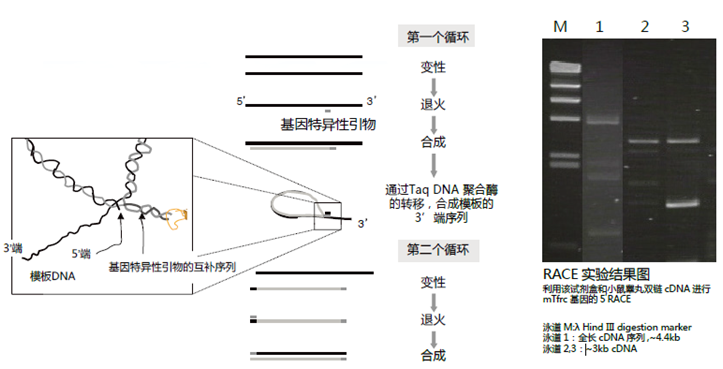 accura-expRACE 试剂盒                  accura-expRACE KIT