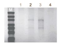 ISOIL for RNA                  从土壤提取RNA试剂盒