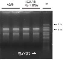 ISOSPIN Plant RNA                  从植物组织提取RNA试剂盒