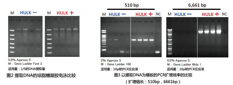HULK海藻酸降解酶                  高效提取褐藻中的核酸