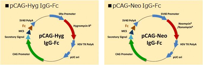 pCAG-Fc（Fc融合蛋白表达载体）                  pCAG-Hyg hIgG1-Fc