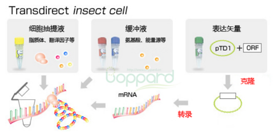 无细胞蛋白质合成试剂盒                  Transdirect insect cell