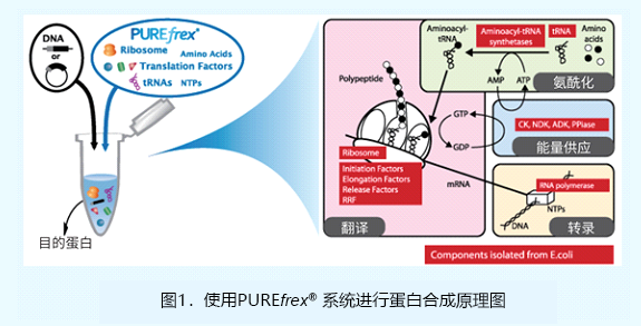 重组无细胞蛋白合成系统                  PUREfrex® 2.0