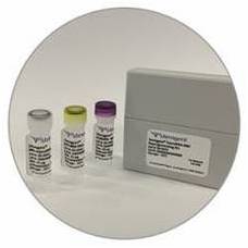 Stemgent RNA™ -NM重编程试剂盒                  StemRNA™ -NM Reprogramming Kit