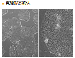 StemSure® 人多能干细胞培养基                  StemSure® hPSC Medium