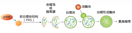 CYTO-ID® 自噬检测试剂盒 2.0                  CYTO-ID® Autophagy detection kit 2.0