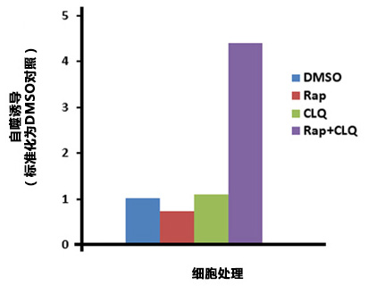 CYTO-ID® 自噬检测试剂盒 2.0                  CYTO-ID® Autophagy detection kit 2.0