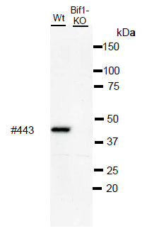 抗BIF1单克隆抗体（克隆号：BIF1-443）                  Anti BIF1 (Clone: BIF1-443) monoclonal antibody