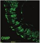 成熟嗅觉神经标记抗体                  Anti Olfactory Marker   Protein, Goat