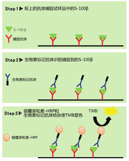 S-100β ELISA试剂盒                  S-100β ELISA Kit