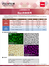 鼠源Iba1抗体，无标签，单克隆抗体（NCNP24）                  Anti Iba1, Monoclonal Antibody (NCNP24)