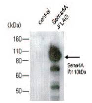 抗小鼠Sema4A，单克隆抗体                  Anti Mouse Sema4A, Monoclonal Antibody