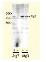 抗人Atg7，兔                  Anti Human Atg7, Rabbit