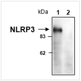 NLRP3抗体                  anti-NLRP3/NALP3, mAb