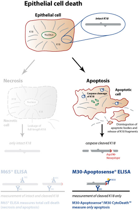 细胞凋亡M30 Apoptosense® ELISA试剂盒                   M30 Apoptosense® ELISA