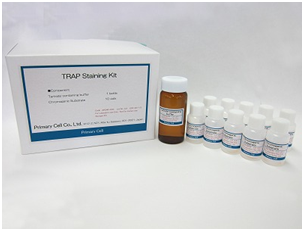 抗酒石酸酸性磷酸酶TRAP染色试剂盒                  TRAP Staining Kit