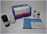 细胞增殖/毒性检测试剂盒                  Cytotoxicity LDH Assay Kit-WST