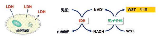 细胞增殖/毒性检测试剂盒                  Cytotoxicity LDH Assay Kit-WST