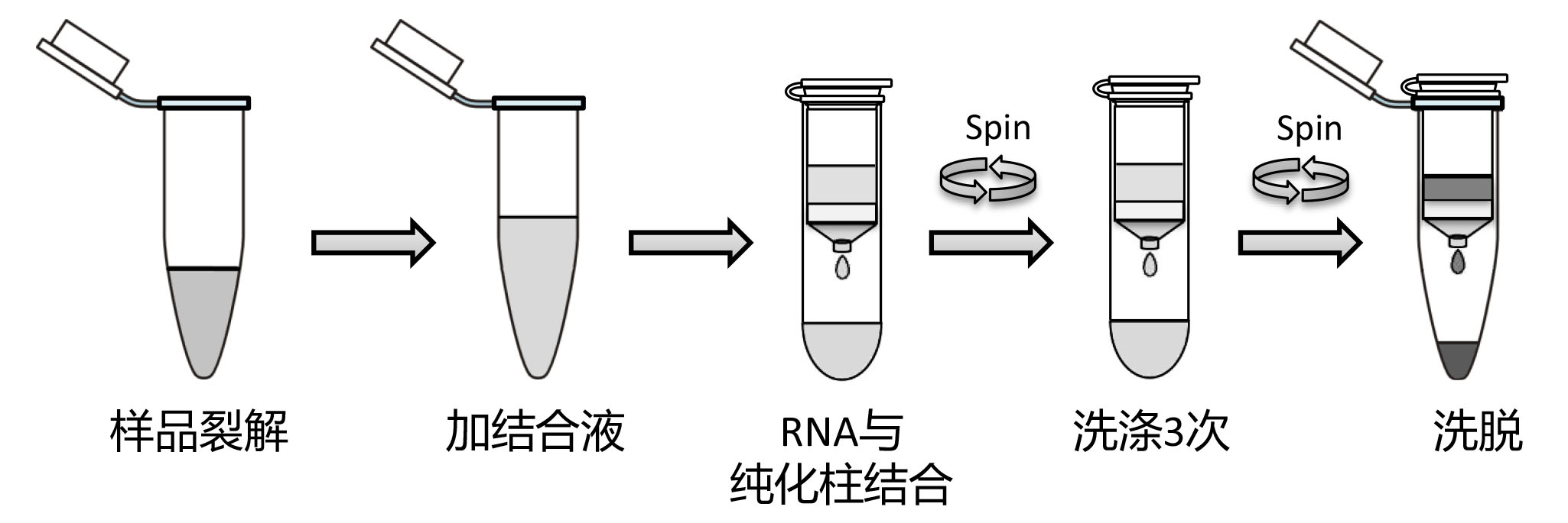 RNAeasy™动物RNA抽提试剂盒(离心柱式)(R0027)