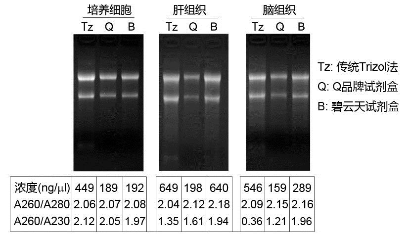 RNAeasy™动物RNA抽提试剂盒(离心柱式)(R0026)