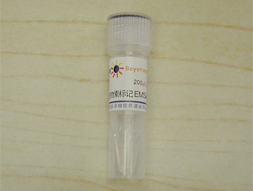 生物素标记EMSA探针－AP2 (0.2μM)(GS012B)