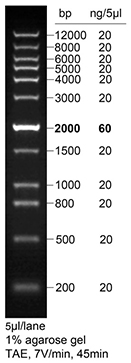 InstantView™绿色荧光DNA Ladder(0.2-12kb, 12 bands, BeyoRed)(D0123S)