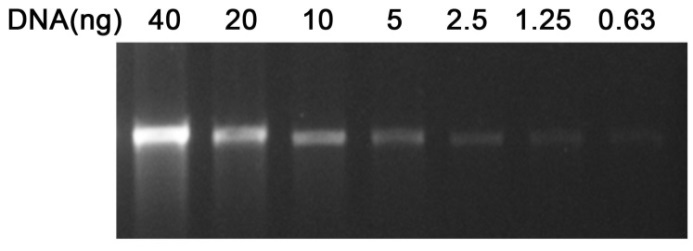 InstantView™绿色荧光DNA上样缓冲液(6X, BeyoRed)(D0083-10ml)