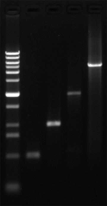 InstantView™绿色荧光DNA上样缓冲液(6X, BeyoRed)(D0083-10ml)