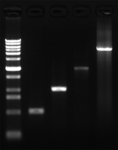 InstantView™红色荧光DNA上样缓冲液(6X, BeyoRed)(D0081-10ml)