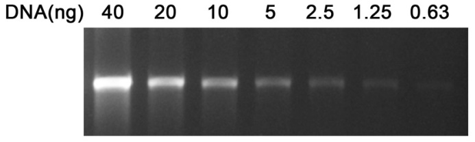 InstantView™红色荧光DNA上样缓冲液(6X, BeyoRed)(D0081-1ml)