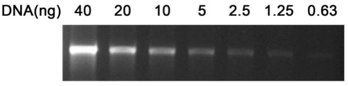 InstantView™绿色荧光DNA上样缓冲液(6X, 溴酚蓝)(D0078-1ml)