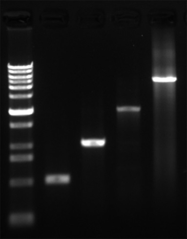 InstantView™红色荧光DNA上样缓冲液(6X, 溴酚蓝) (试用装)(D0076FT)