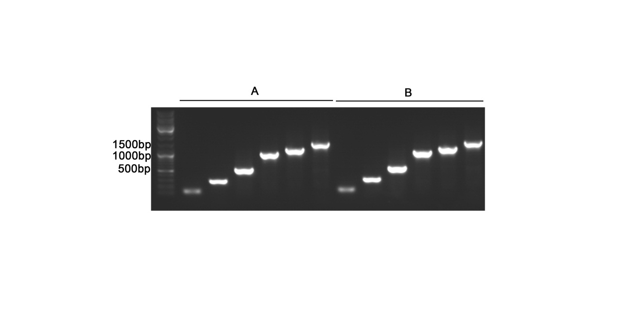 Easy-Load™ PCR Master Mix (Green, 2X) (试用装)(D7255FT)