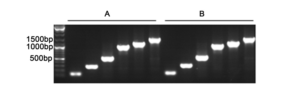 Easy-Load™ PCR Master Mix (Green, 2X)(D7255-1ml)