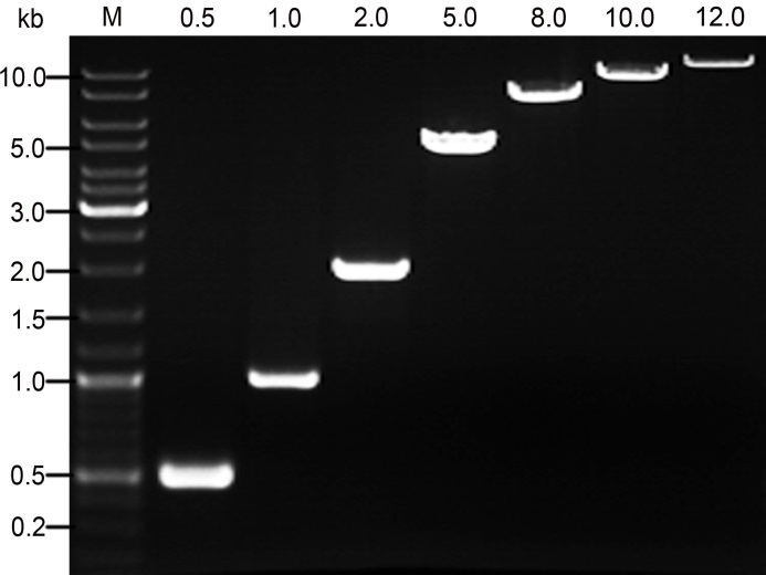 BeyoFusion™ Plus DNA Polymerase(D7222B)