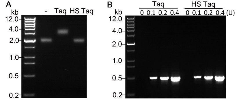Hot-Start Taq DNA Polymerase(D7211L)