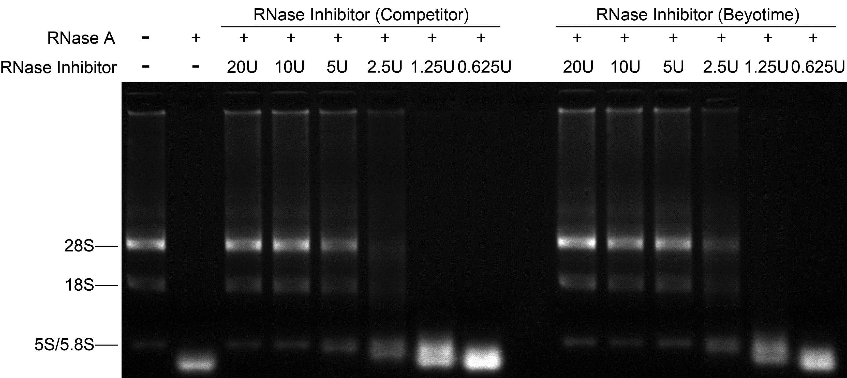 RNase Inhibitor(R0102-50kU)