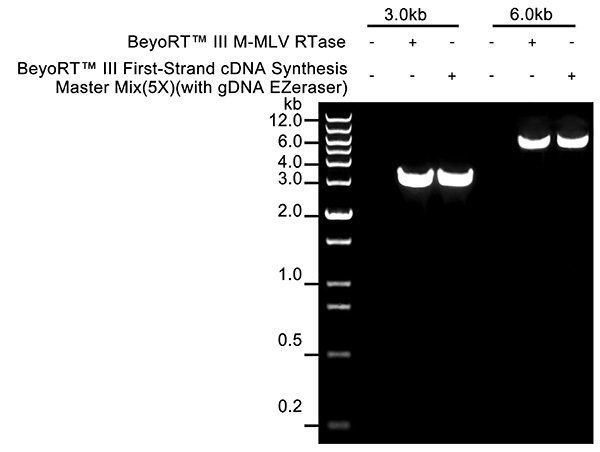 BeyoRT™ III cDNA合成预混液(5X) (with gDNA EZeraser)(D7185L)