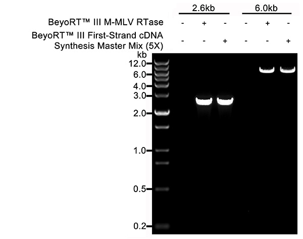 BeyoRT™ III cDNA第一链合成预混液(5X)(D7182L)